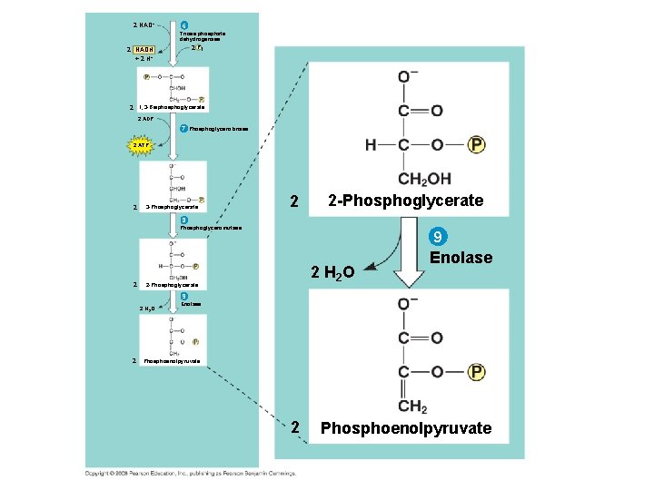 2 NAD+ 2 NADH + 2 H+ 6 Triose phosphate dehydrogenase 2 Pi 2