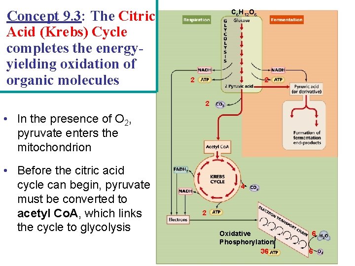 Concept 9. 3: The Citric Acid (Krebs) Cycle completes the energyyielding oxidation of organic