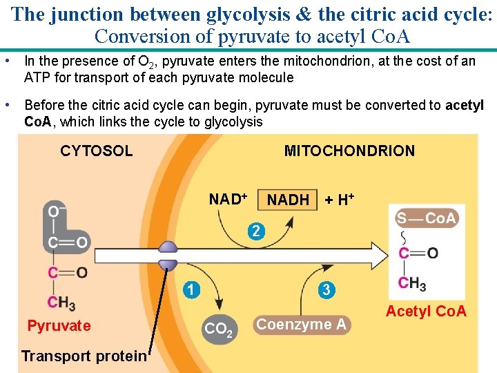 The junction between glycolysis & the citric acid cycle: Conversion of pyruvate to acetyl