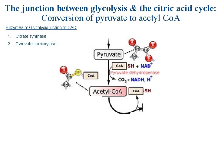The junction between glycolysis & the citric acid cycle: Conversion of pyruvate to acetyl