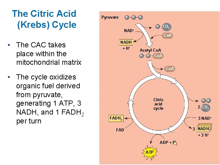 The Citric Acid (Krebs) Cycle Pyruvate CO 2 NAD+ Co. A • The CAC