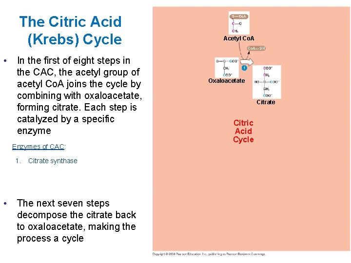 The Citric Acid (Krebs) Cycle • In the first of eight steps in the