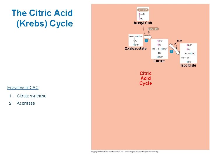 The Citric Acid (Krebs) Cycle Acetyl Co. A—SH H 2 O 1 Oxaloacetate 2