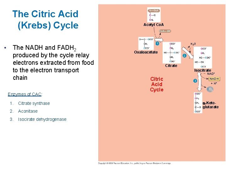 The Citric Acid (Krebs) Cycle • The NADH and FADH 2 produced by the