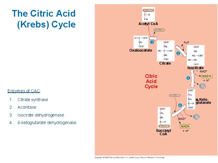 The Citric Acid (Krebs) Cycle Acetyl Co. A—SH 1 H 2 O Oxaloacetate 2