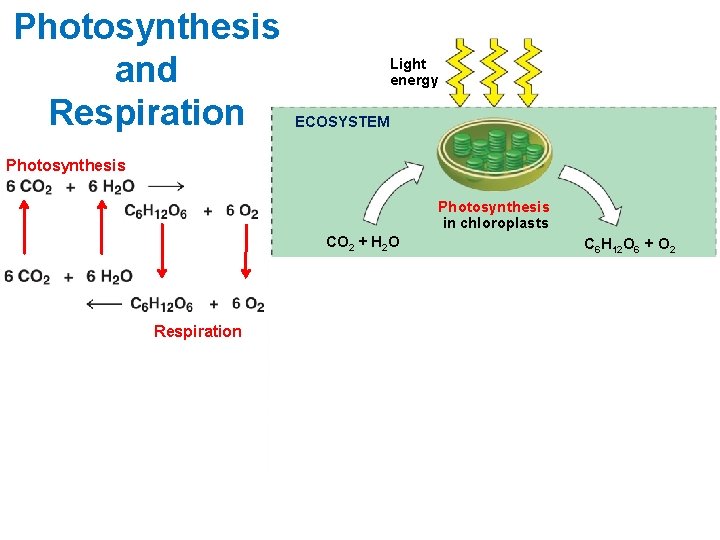 Photosynthesis and Respiration Light energy ECOSYSTEM Photosynthesis in chloroplasts CO 2 + H 2