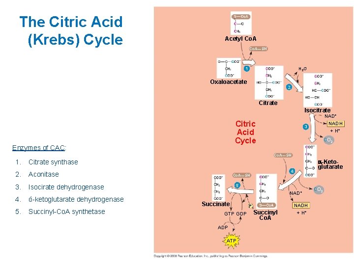 The Citric Acid (Krebs) Cycle Acetyl Co. A—SH 1 H 2 O Oxaloacetate 2