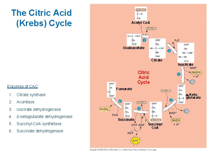 The Citric Acid (Krebs) Cycle Acetyl Co. A—SH H 2 O 1 Oxaloacetate 2