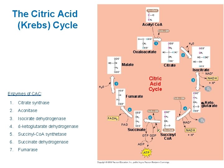 The Citric Acid (Krebs) Cycle Acetyl Co. A—SH H 2 O 1 Oxaloacetate 2