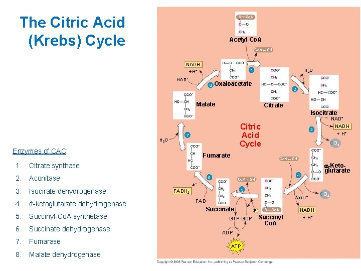 The Citric Acid (Krebs) Cycle Acetyl Co. A—SH NADH +H+ H 2 O 1
