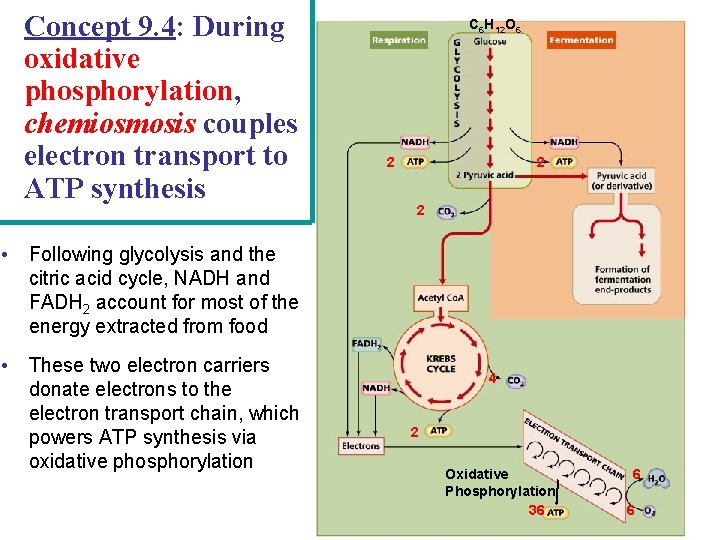 Concept 9. 4: During oxidative phosphorylation, chemiosmosis couples electron transport to ATP synthesis C