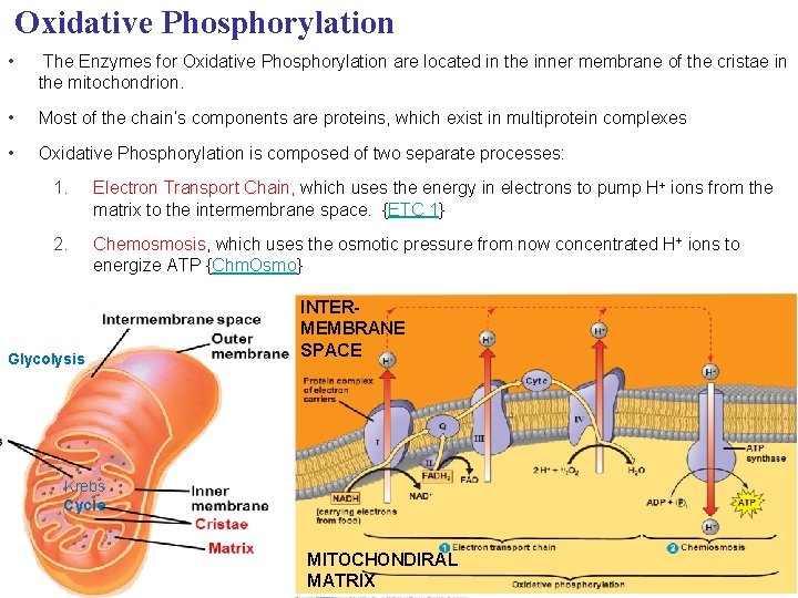 Oxidative Phosphorylation • The Enzymes for Oxidative Phosphorylation are located in the inner membrane