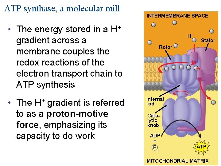 ATP synthase, a molecular mill INTERMEMBRANE SPACE • The energy stored in a H+