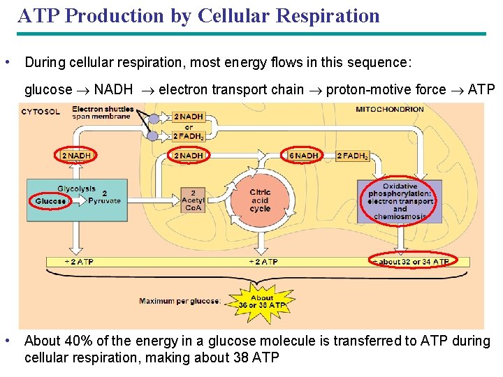 ATP Production by Cellular Respiration • During cellular respiration, most energy flows in this