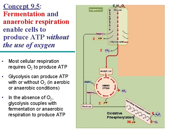 Concept 9. 5: Fermentation and anaerobic respiration enable cells to produce ATP without the