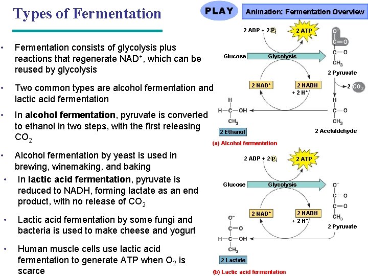 Types of Fermentation Animation: Fermentation Overview 2 ADP + 2 Pi • Fermentation consists