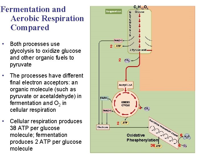 Fermentation and Aerobic Respiration Compared • Both processes use glycolysis to oxidize glucose and