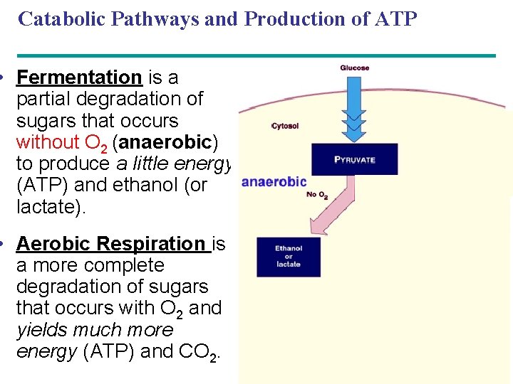 Catabolic Pathways and Production of ATP • Fermentation is a partial degradation of sugars