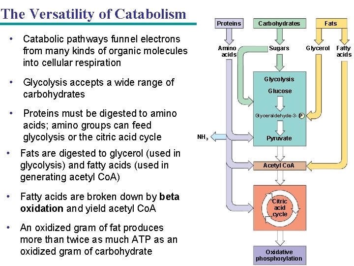 The Versatility of Catabolism Proteins • Catabolic pathways funnel electrons from many kinds of