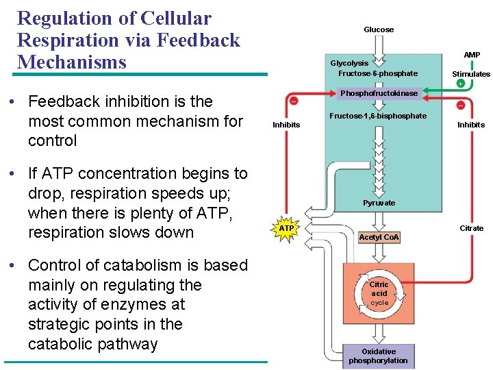 Regulation of Cellular Respiration via Feedback Mechanisms • Feedback inhibition is the most common