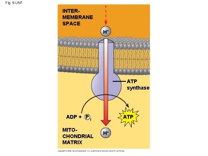 Fig. 9 -UN 7 INTERMEMBRANE SPACE H+ ATP synthase ADP + P i MITOCHONDRIAL