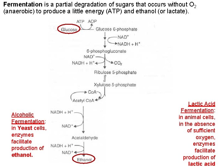 Fermentation is a partial degradation of sugars that occurs without O 2 (anaerobic) to