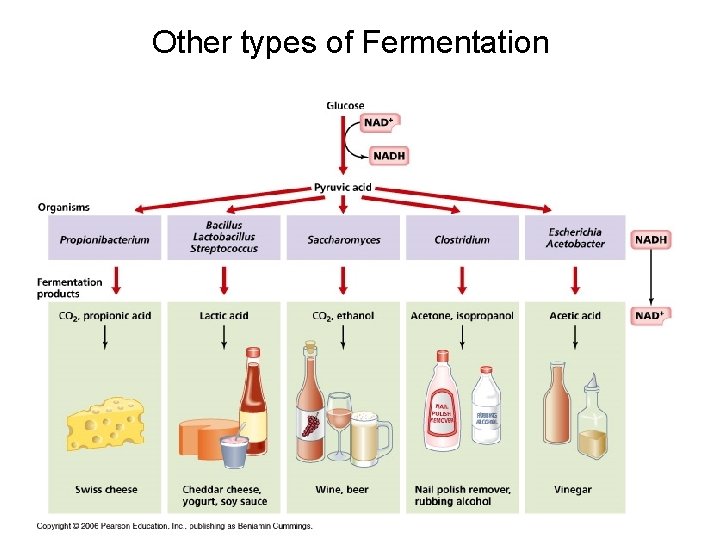 Other types of Fermentation 