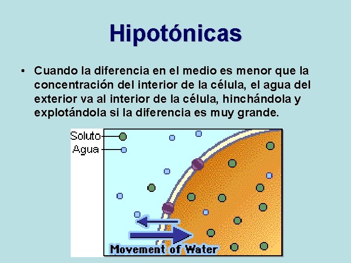 Hipotónicas • Cuando la diferencia en el medio es menor que la concentración del