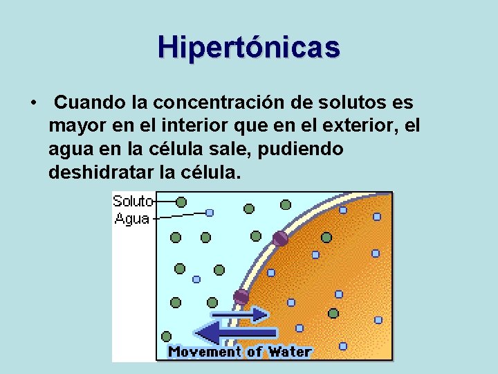 Hipertónicas • Cuando la concentración de solutos es mayor en el interior que en