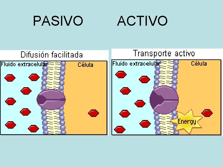 PASIVO ACTIVO 