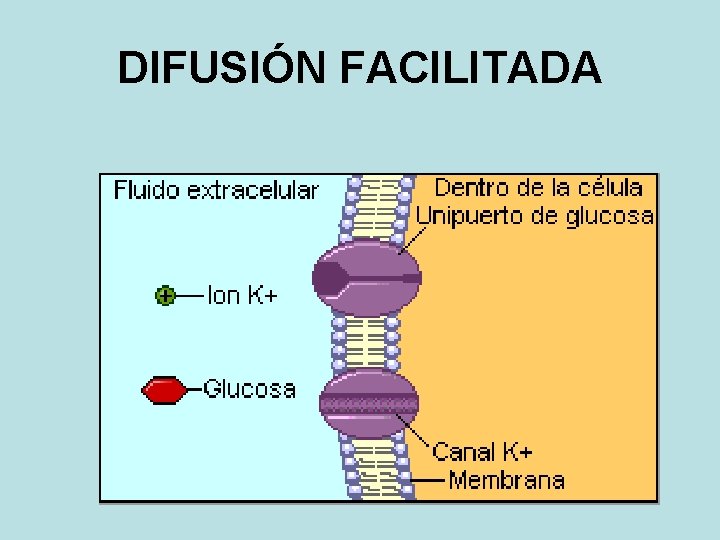 DIFUSIÓN FACILITADA 