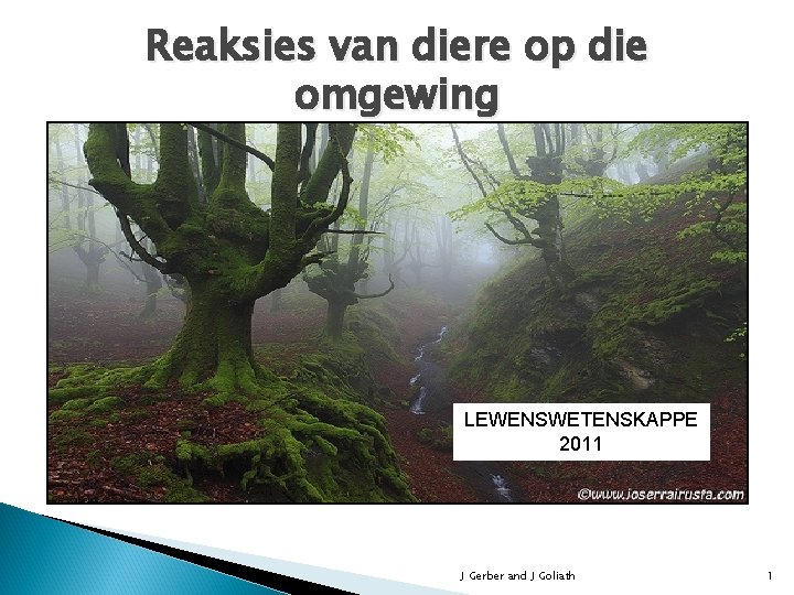 Reaksies van diere op die omgewing LEWENSWETENSKAPPE 2011 J Gerber and J Goliath 1
