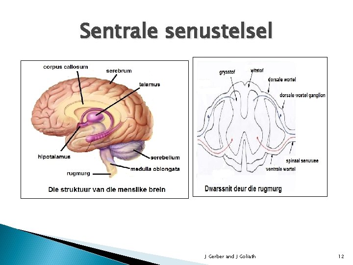 Sentrale senustelsel J Gerber and J Goliath 12 