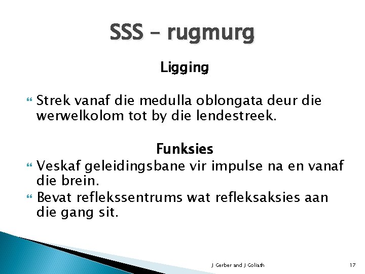SSS – rugmurg Ligging Strek vanaf die medulla oblongata deur die werwelkolom tot by