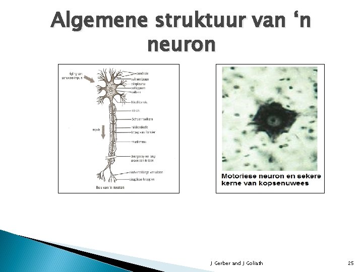 Algemene struktuur van ‘n neuron J Gerber and J Goliath 25 