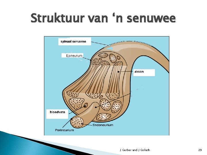 Struktuur van ‘n senuwee J Gerber and J Goliath 29 