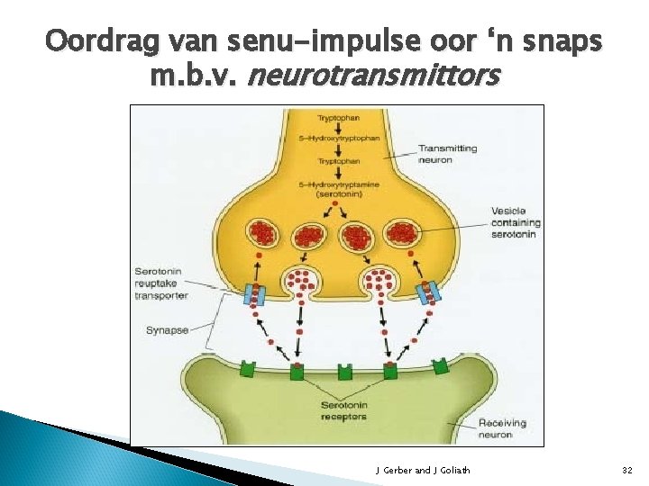 Oordrag van senu-impulse oor ‘n snaps m. b. v. neurotransmittors J Gerber and J