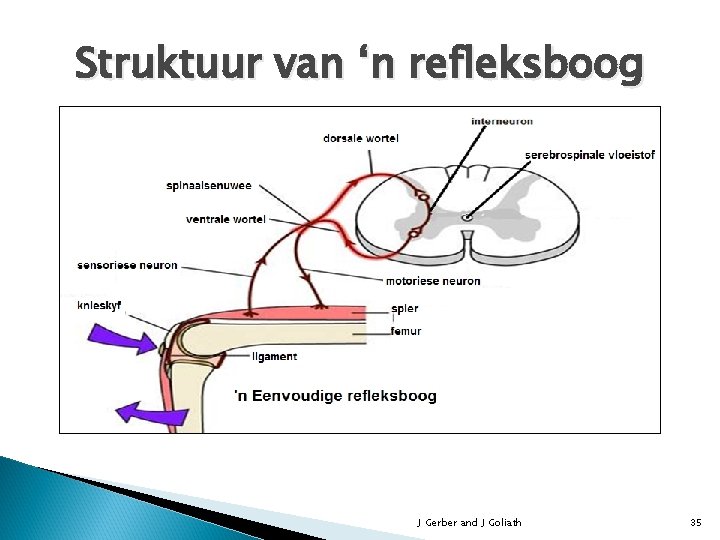 Struktuur van ‘n refleksboog J Gerber and J Goliath 35 