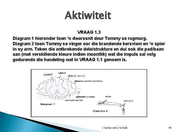 Aktiwiteit VRAAG 1. 3 Diagram 1 hieronder toon ‘n dwarssnit deur Tommy se rugmurg.
