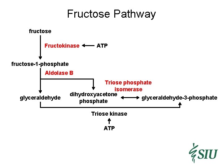 Fructose Pathway fructose Fructokinase ATP fructose-1 -phosphate Aldolase B glyceraldehyde Triose phosphate isomerase dihydroxyacetone