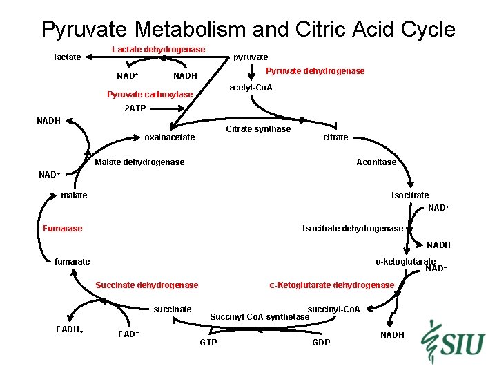Pyruvate Metabolism and Citric Acid Cycle lactate Lactate dehydrogenase NAD+ pyruvate Pyruvate dehydrogenase NADH