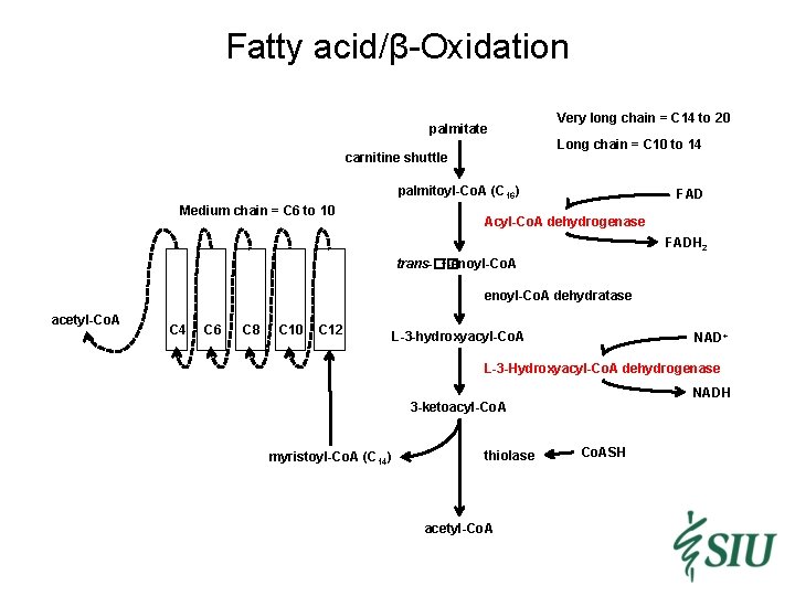 Fatty acid/β-Oxidation palmitate Very long chain = C 14 to 20 Long chain =