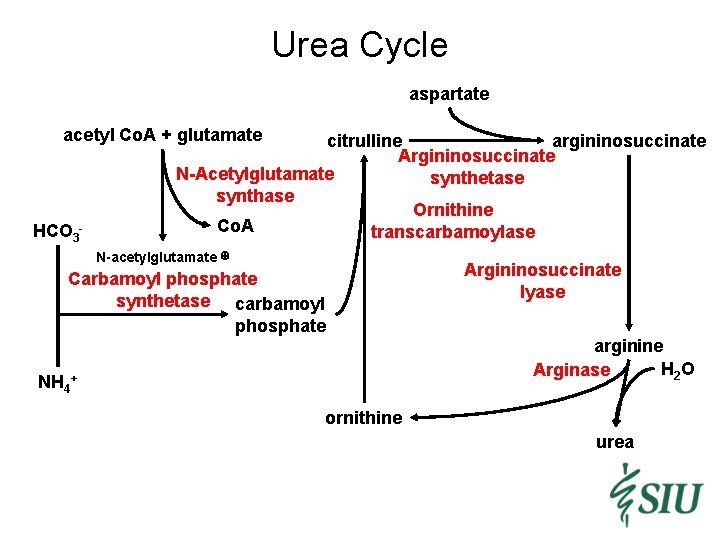 Urea Cycle aspartate acetyl Co. A + glutamate citrulline argininosuccinate Argininosuccinate N-Acetylglutamate synthetase synthase
