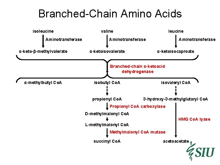 Branched-Chain Amino Acids isoleucine Aminotransferase α-keto-β-methylvalerate valine leucine Aminotransferase α-ketoisovalerate Aminotransferase α-ketoisocaproate Branched-chain α-ketoacid