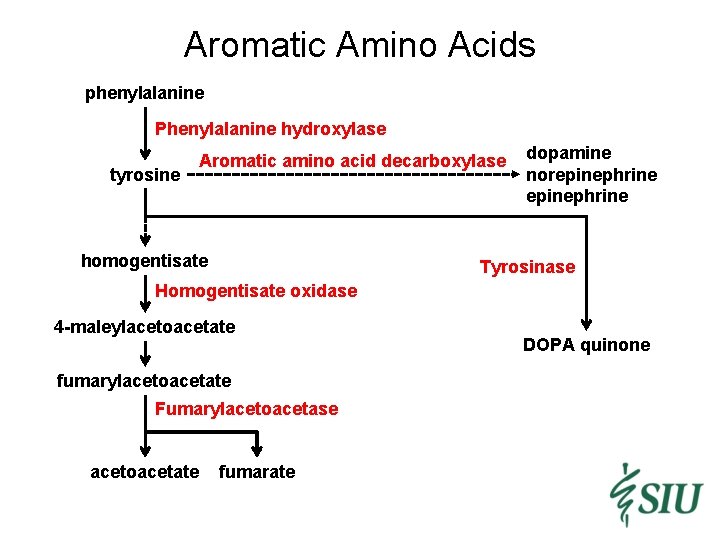 Aromatic Amino Acids phenylalanine Phenylalanine hydroxylase tyrosine Aromatic amino acid decarboxylase homogentisate dopamine norepinephrine
