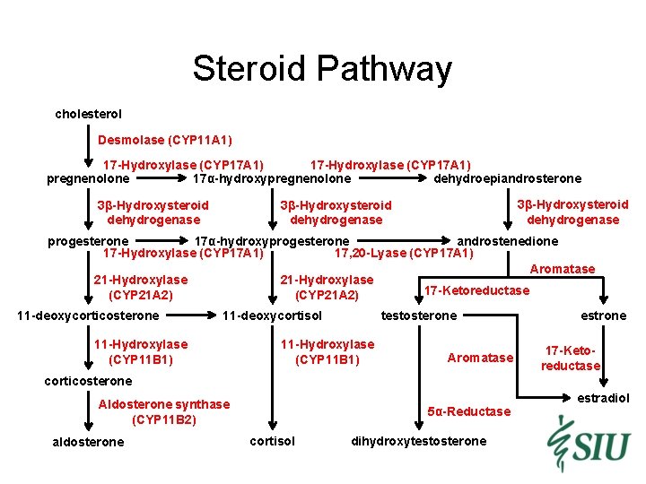 Steroid Pathway cholesterol Desmolase (CYP 11 A 1) 17 -Hydroxylase (CYP 17 A 1)