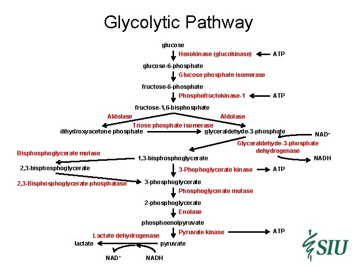 Glycolytic Pathway glucose Hexokinase (glucokinase) ATP glucose-6 -phosphate Glucose phosphate isomerase fructose-6 -phosphate Phosphofructokinase-1