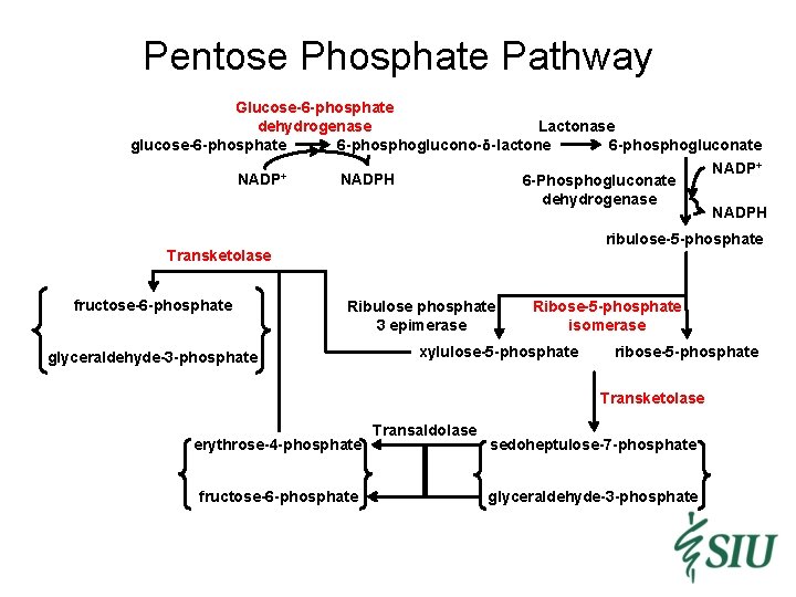 Pentose Phosphate Pathway Glucose-6 -phosphate dehydrogenase Lactonase 6 -phosphogluconate glucose-6 -phosphate 6 -phosphoglucono-δ-lactone NADP+