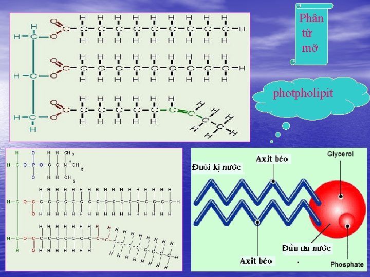 Phân tử mỡ photpholipit 