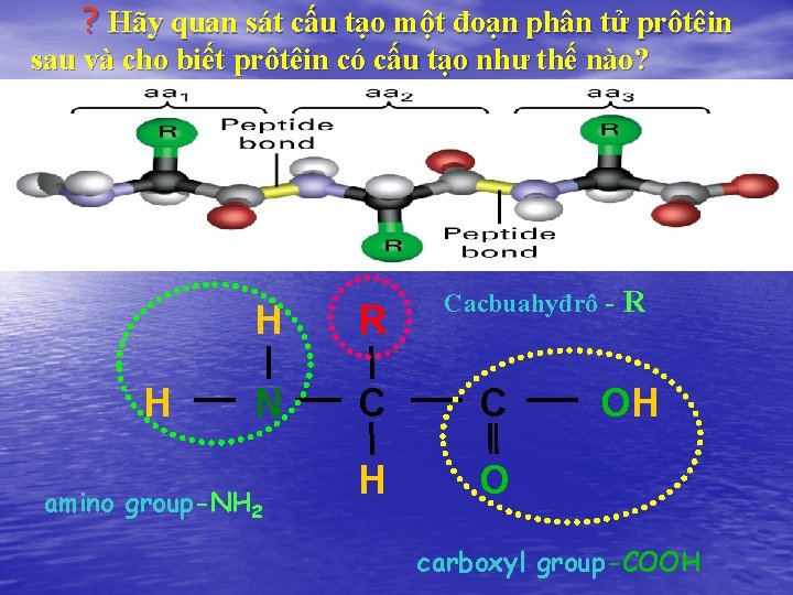 ? Hãy quan sát cấu tạo một đoạn phân tử prôtêin sau và cho